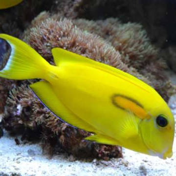 Acanthurus Olivaceus  : 10-12 cm